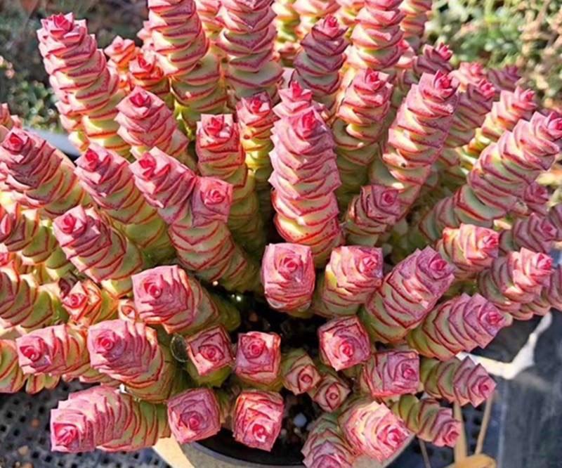 17大吉祥花，客厅有空间一定要养上一盆，好看又好养，养人又旺家