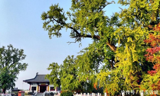 南京汤泉镇一寺庙,拥有千年银杏,古色古香
