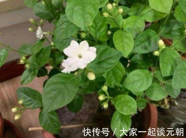 茉莉花|室内盆栽这3样花,空气香喷喷,还不用担心冷热气候造成伤亡
