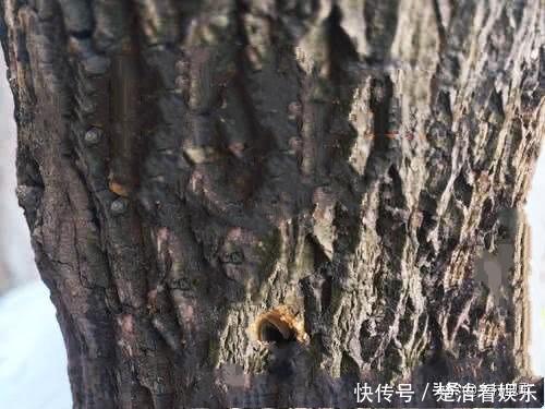 在大树树干上打一个小孔,在小孔里放上食盐,这个树会死吗?