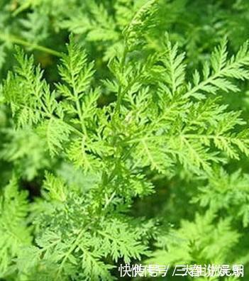 鱼肉|农村过年吃的都是鱼肉，也爱吃着几种野菜，万一全吃过我服您！