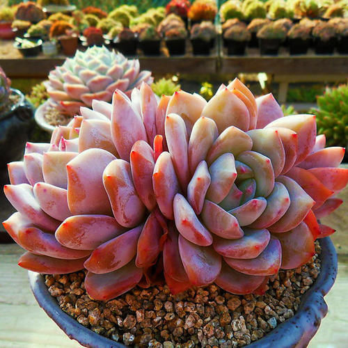 2021“很火”的多肉品种,神仙颜值、好养皮实,养过的都说好