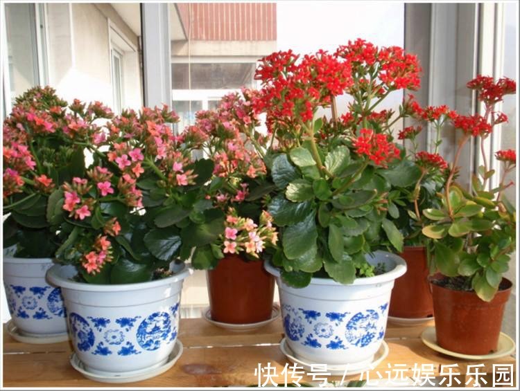 长寿|自家的长寿花不长寿老是不开花怎么破