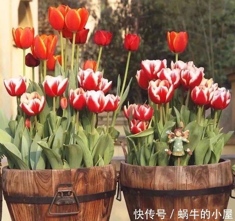 卧室养花有“三不养”,又有“三必养”,你养对了吗