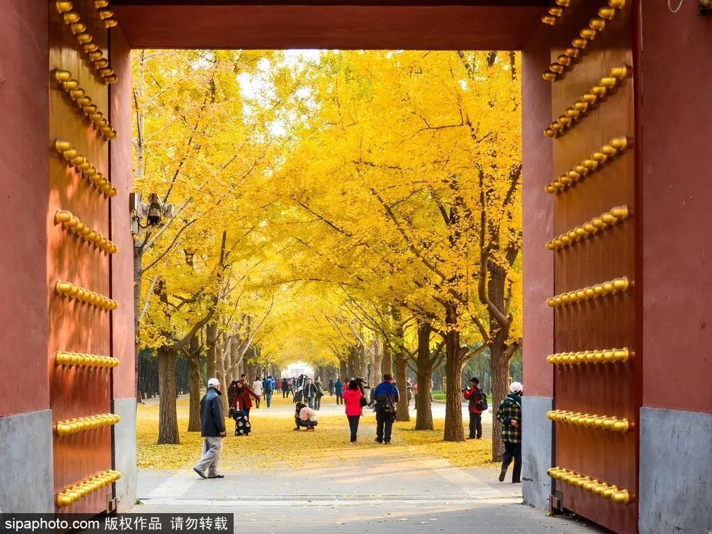 细“鼠”点滴：极不平凡的2020年，看完竟然默默流泪了！