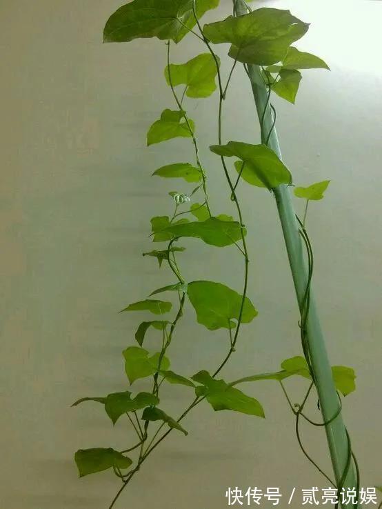 玉米粒|2个月没在家,厨房的菜变成小森林,再也不用买花了!水培蔬菜盆