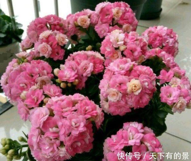 几款花卉，花开繁盛花香怡人，家里种1棵，能开出一面花墙