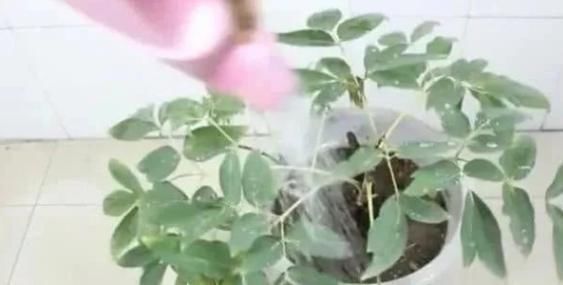 小孔|洗衣液瓶子再也不扔了,只需扎几个小孔,超市的一个要卖几十元