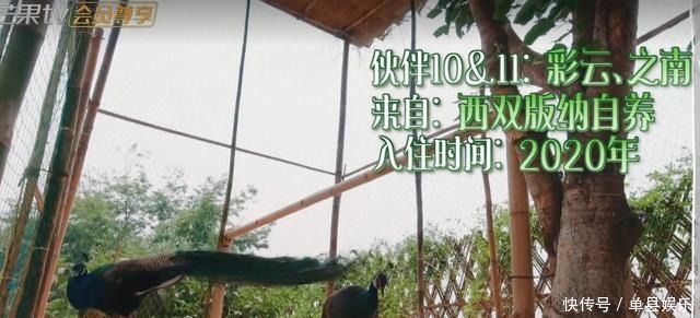 陈赫|《向往的生活》小H开发布会,细数蘑菇屋的小可爱,你还记得几个