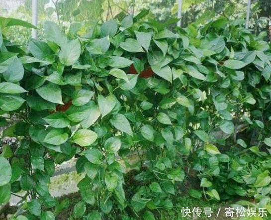 现在就养3种花,好养招财又旺人,人旺事业顺,财源滚滚!