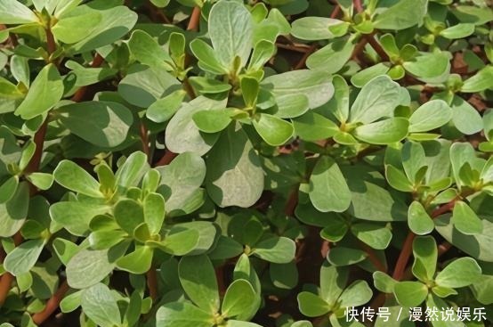 肌肤|女性过了30岁,不妨多吃以下食物,补充肌肤养分,保护卵巢还去湿