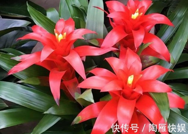 养人又旺财的4种花,开花吉祥富贵事业高升,有钱人都爱养