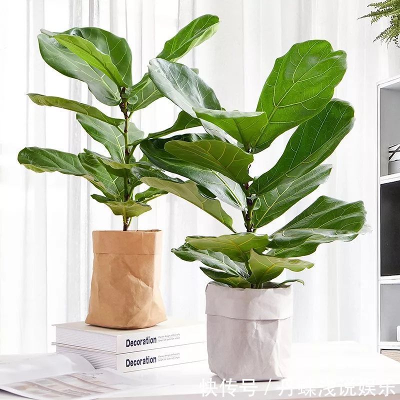 有害气体|要想身体健康长寿,家庭必备的几种植物!