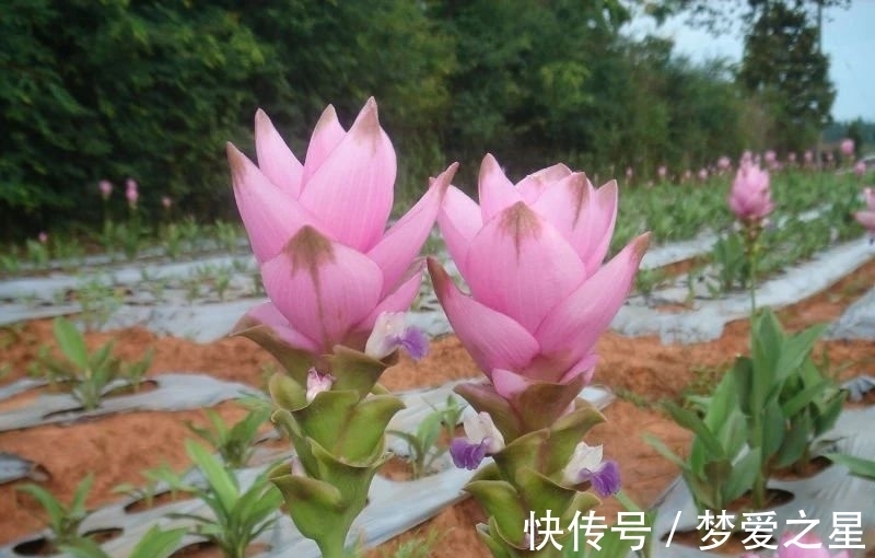 荷花|一块“大生姜”,开满粉荷花,家里养一盆,仙气飘飘,开花100天