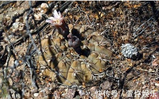 想让家里的仙人球开花爆盆,那怎么保证每年夏天爆盆呢