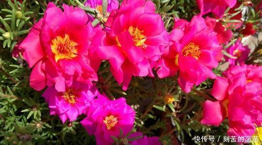 浇水|5种适合“散养”的花草,盆栽上几盆,不用费心管理,好养又省心
