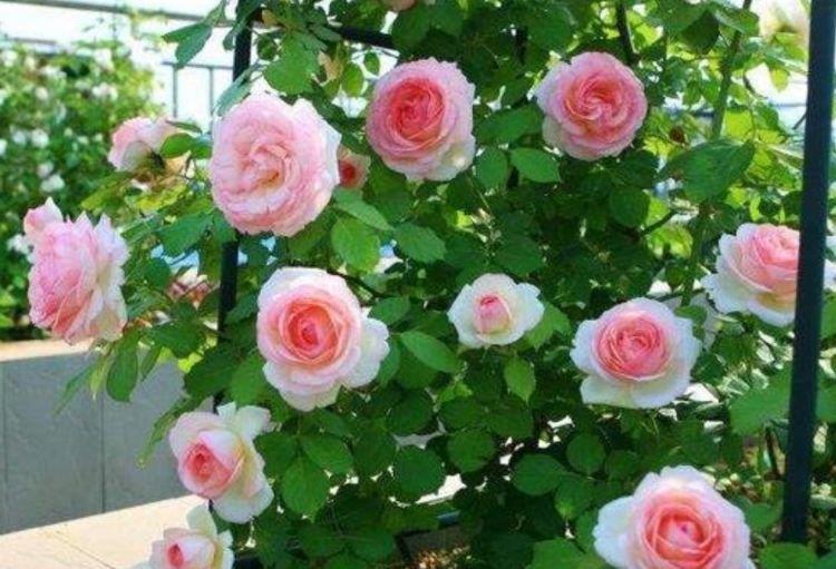 4种花,堪称花界“劳模”,越热花开越多,30天养成“小花园”!