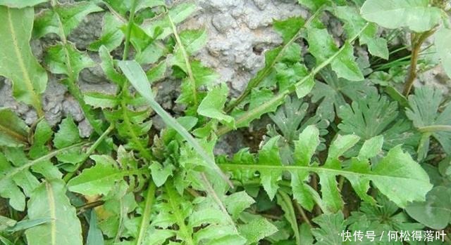 這種野菜是天然維生素，古時稱為“百歲羹”，老人常吃