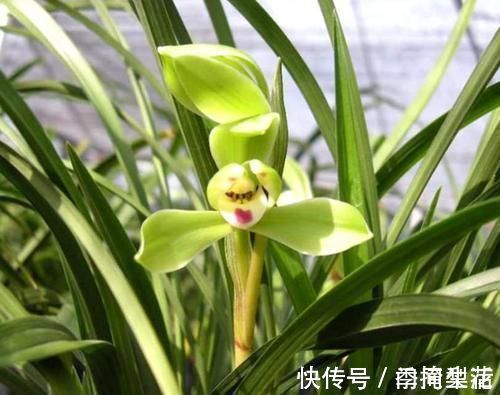 花盆|除了花盆之外,这些东西也是绝佳的养花神器,你用过吗?