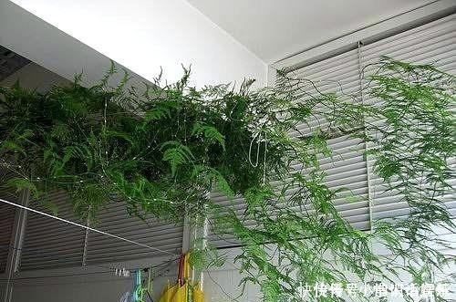 养文竹|养文竹，记得在土壤里埋点它，顺便浇碗汤，蹭蹭不停长，绿的反光！