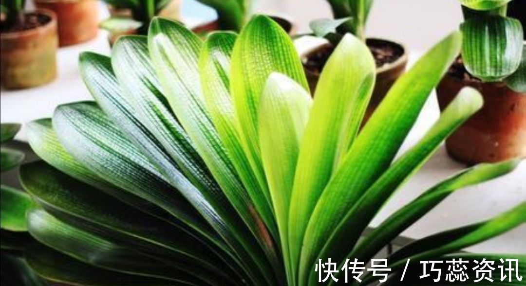 施肥|10月养君子兰,勤用“4种花肥”,植株长势旺,有助于开花