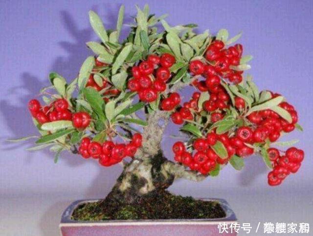 火棘盆景如何采桩?怎样养护才能让它更美