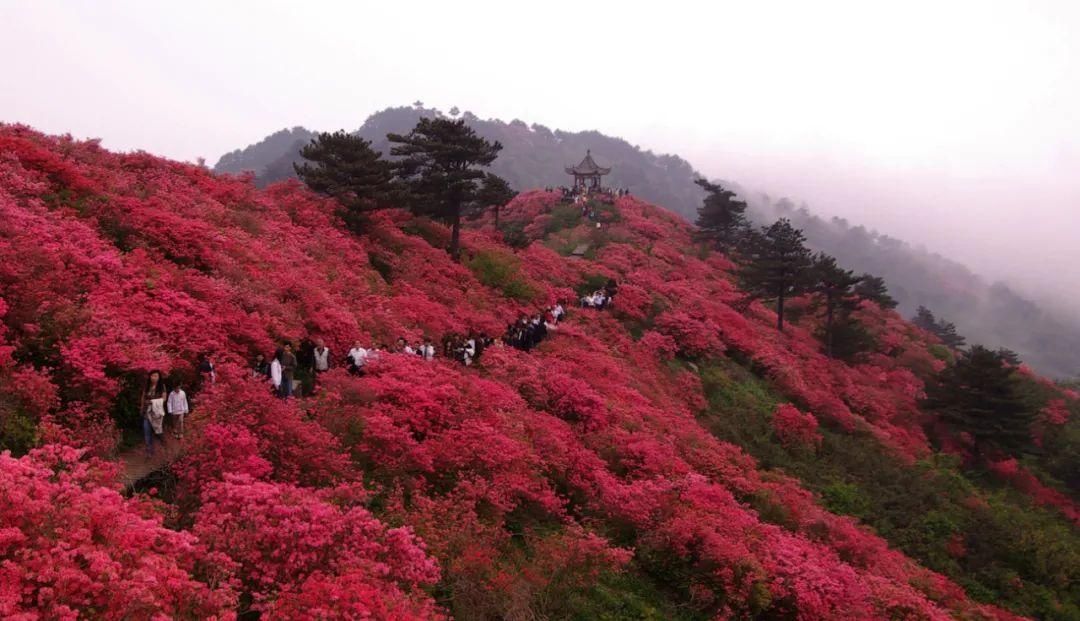 人间四月天，麻城看杜鹃！龟峰山十万亩古杜鹃盛开迎五一