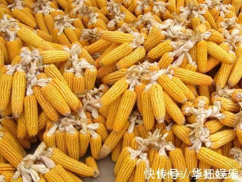 玉米|天然的“强肝剂”找到了,坚持每天吃,养肝排毒,肝脏越来越好