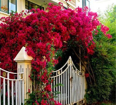 太阳花|贵州一大妈的院子可真美，几十种花开出花海，犹如仙境令人羡慕