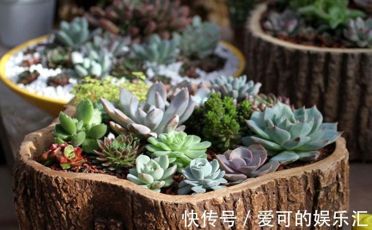 栽种|刚种不久的多肉,是否可以拔出来重新栽种