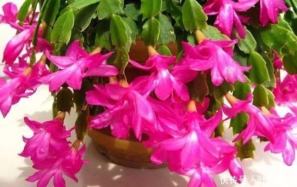 芒种过后,自制3种“浇花肥水”,一个月喂2-3次,根壮叶绿、花艳