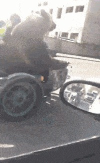 |搞笑GIF段子:让你没事戳狗斗猫,这下赔大发了吧