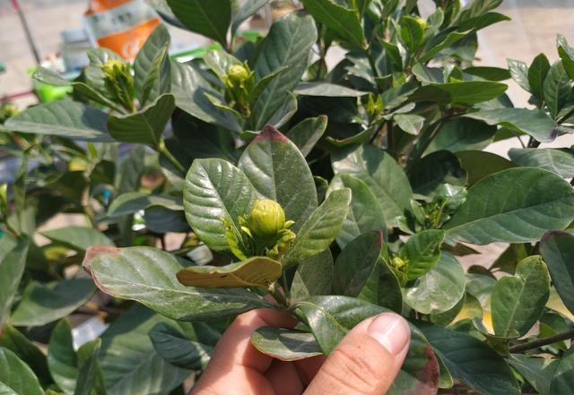 栀子花不能摆错“地方”,一摆就黄叶,想要养好栀子花,别忽视!