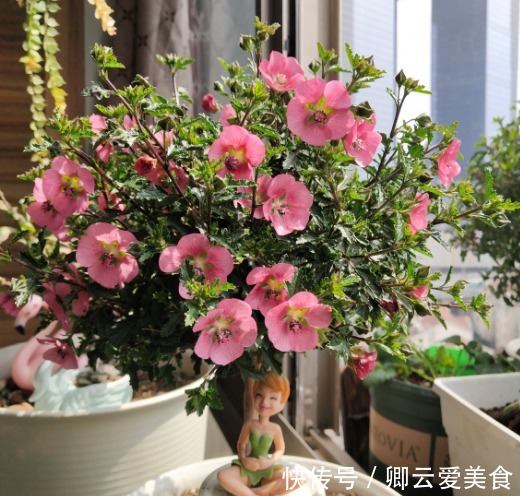 在市场买花，要记住“四不买”，养花再也不踩坑，养好也是挺简单