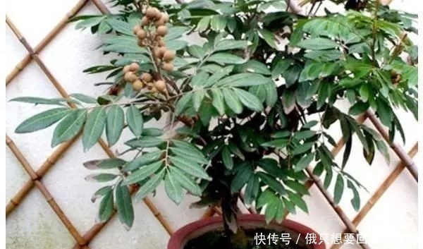 树苗|3种水果吃完核留下，水里泡一天，30天长成小树苗