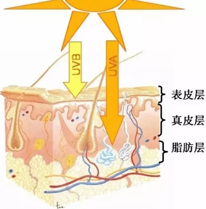 油痘肌|为什么你的痘痘越护肤越多？