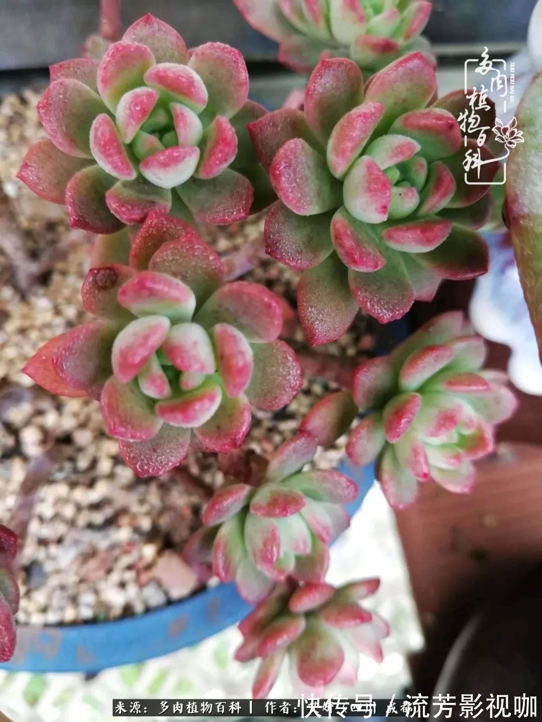 多肉|人生有时候就像多肉,不是不出彩,只是经历的时光还不够!