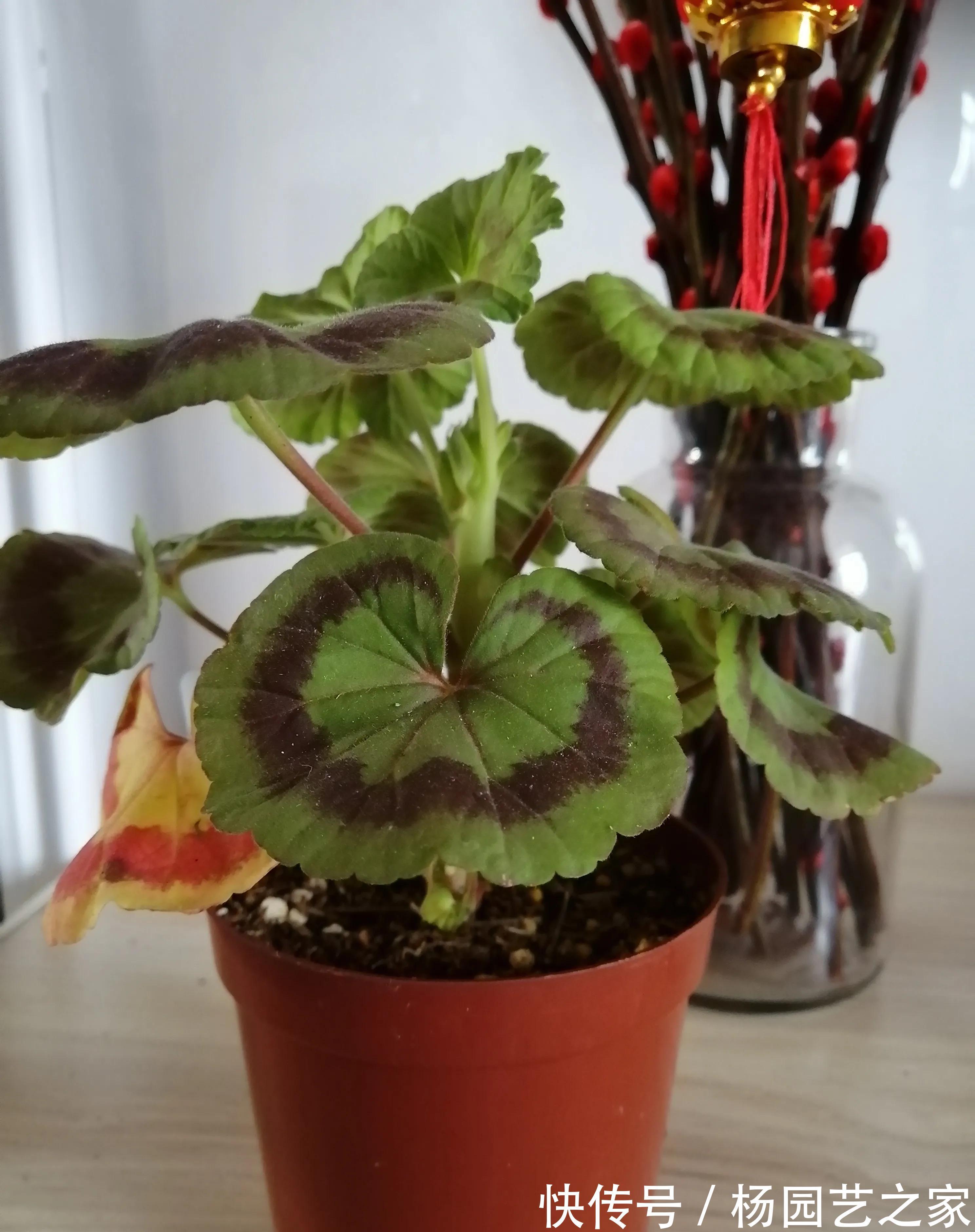 剪剪|5种漂亮花，现在修修剪剪，坐等秋天，花开爆盆