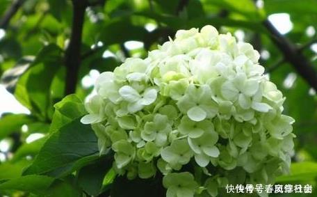 养护花卉,就养极耐寒,不怕热的花卉,好养易爆盆,美极了!