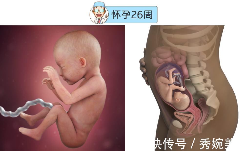 怀孕|最全的怀孕周期图鉴,感受从受精卵到婴儿的神奇变化!