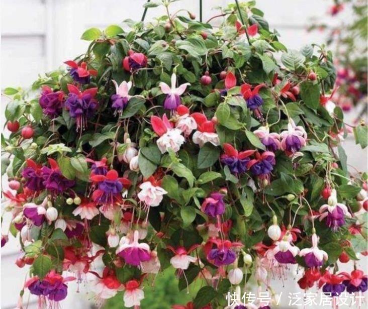 4种花养家里，福旺运旺财更旺，家里财运亨通，旺运一整年