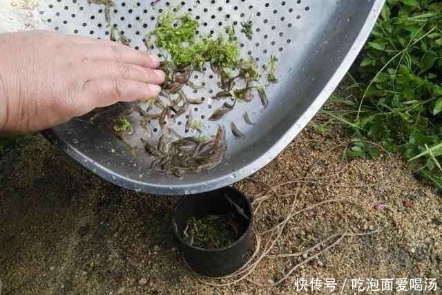 农村|农村大叔钓白条鱼，一小时为何能钓一桶？