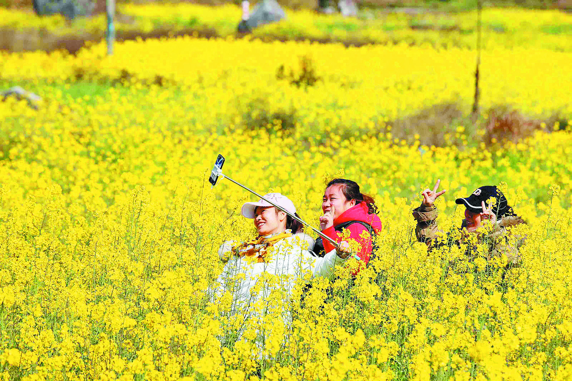 融安县|高清组图丨广西融安：万亩油菜花迎春开