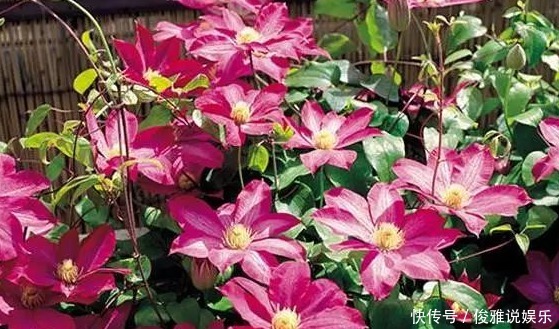 爬满|喜欢养铁线莲怎么办做好3小步,蹭蹭蹿芽,爬满篱笆墙!