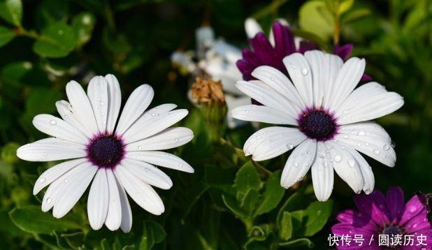 养花试试此几款，花朵小巧玲珑，花香四溢飘满屋