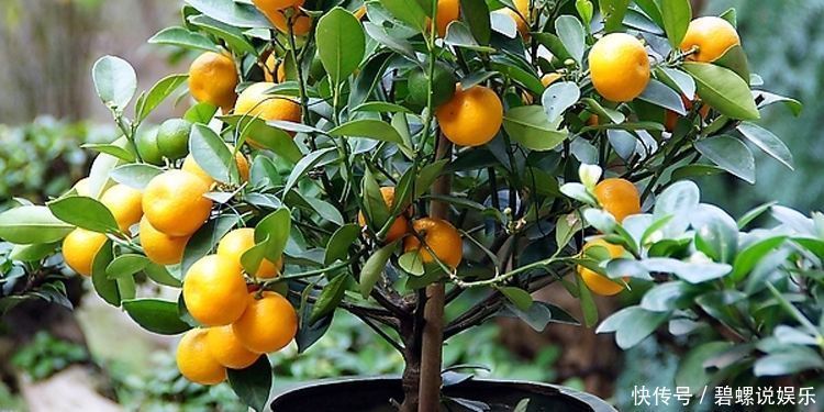 百香果|最适合阳台种植的5种盆栽水果，结果多、好养活，健康又美味！