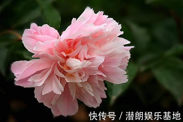 4款典雅的“淑女花”，高端大气上档次，养在客厅美出新天地，艳