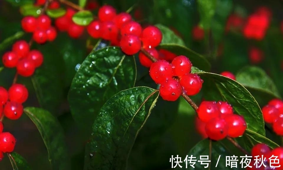 相思&无一是你,无一不是你,诗词里的相思,唯美而深情