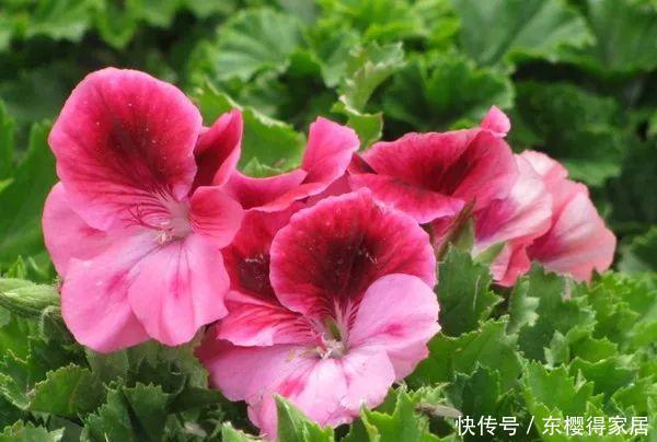 养花试试此几款，花开三季一点压力都没有，轻轻松松养成花球