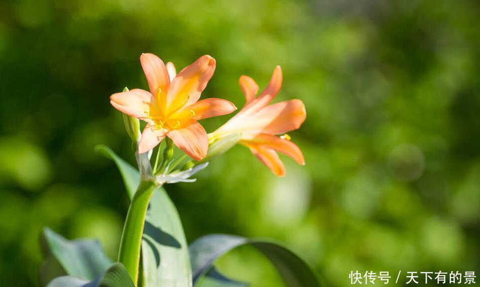 “春不出,夏不晒,秋不干,冬不湿”,君子兰的四季莳养